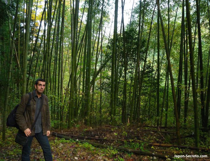 De Magome a Tsumago: bosque de bambú