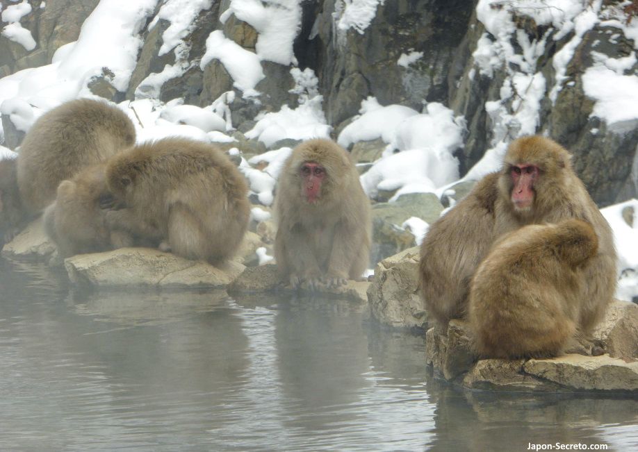 Monos de nieve macacos de Nagano Jigokudani Yamanouchi Shibu Yudanaka Snow Monkey Park