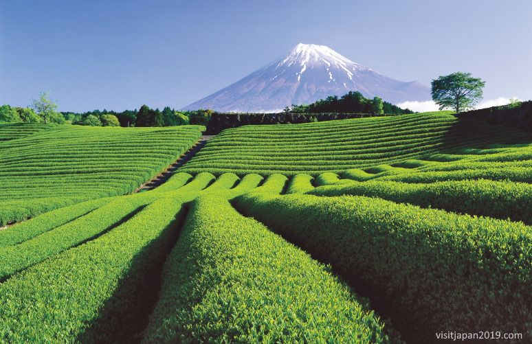 Campo de té verde de Shizuoka con vistas al monte Fuji (Japón)
