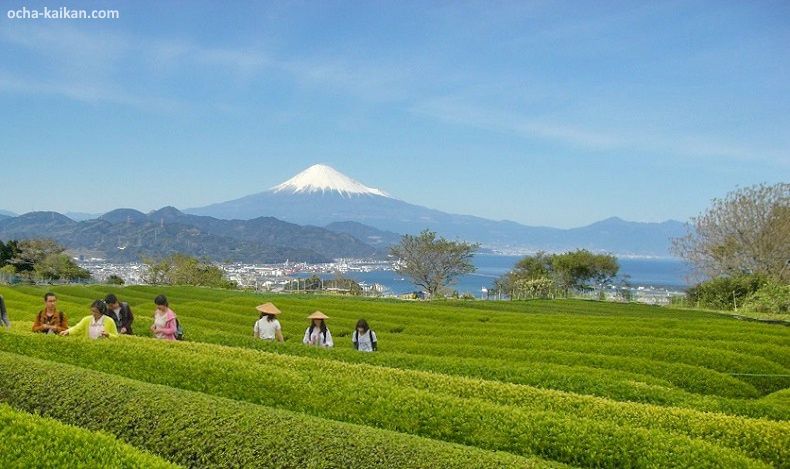Finca Nihondaira Ocha Kaikan (日本平お茶会館) de Shizuoka para cosecha recoger té cerca del monte Fuji, bahía de Suruga. Japón