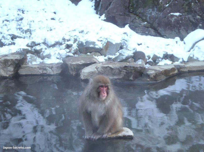 Parque de Macacos monos de nieve de Jigokudani en Yamanouchi. Shibu, Yudanaka. Nagano. Nieve, montaña. Naturaleza Japón. Invierno