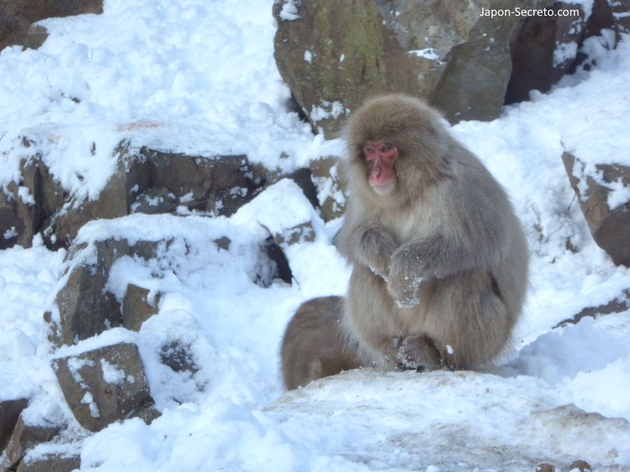 Parque de Macacos monos de nieve de Jigokudani en Yamanouchi. Shibu, Yudanaka. Nagano. Nieve, montaña. Naturaleza Japón. Invierno