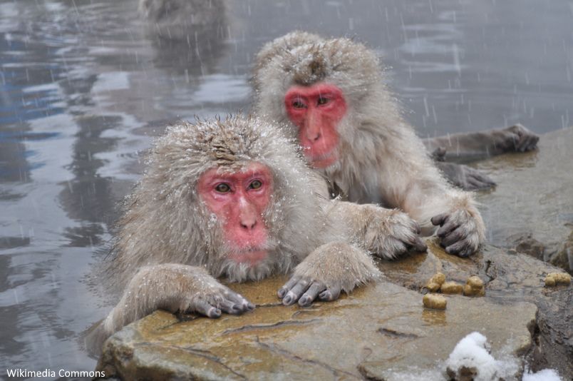 Monos de nieve macacos parque Jigokudani onsen baño termal Nagano Yamanouchi Yudanaka Japón