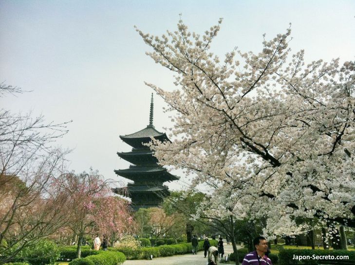 Pagoda del templo Toji rodeada de cerezos sakura en flor. Kioto