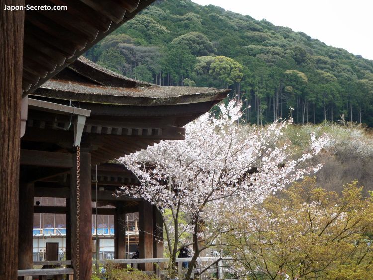 Terraza del templo Kiyomizudera (Kioto) en primavera. Cerezos en flor. Vistas de Higashiyama