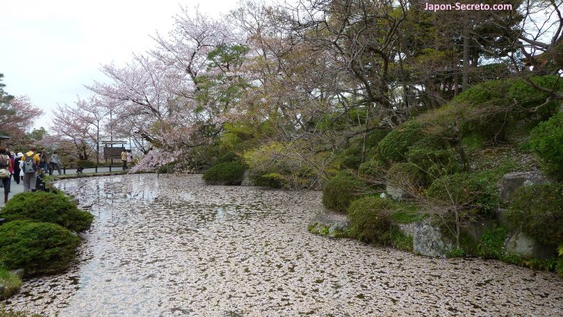 Estanque cubierto de pétalos de cerezo. Templo Kiyomizudera. Kioto. Sakura. Hanami.