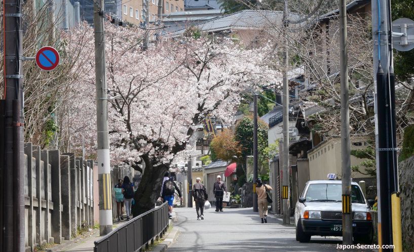 Calles de Kioto cubiertas de flores de cerezo sakura