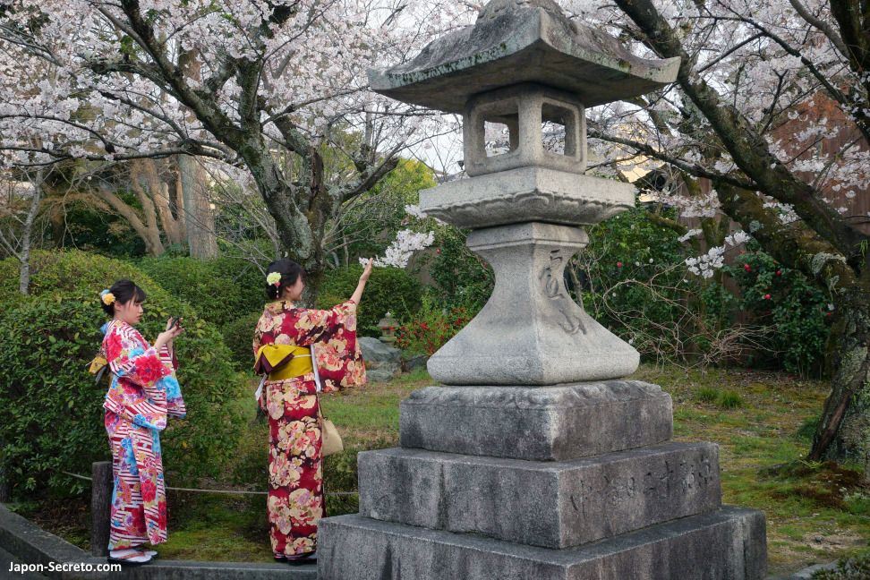 Chicas en kimono disfrutando de los cerezos en flor en Higashiyama, Kioto