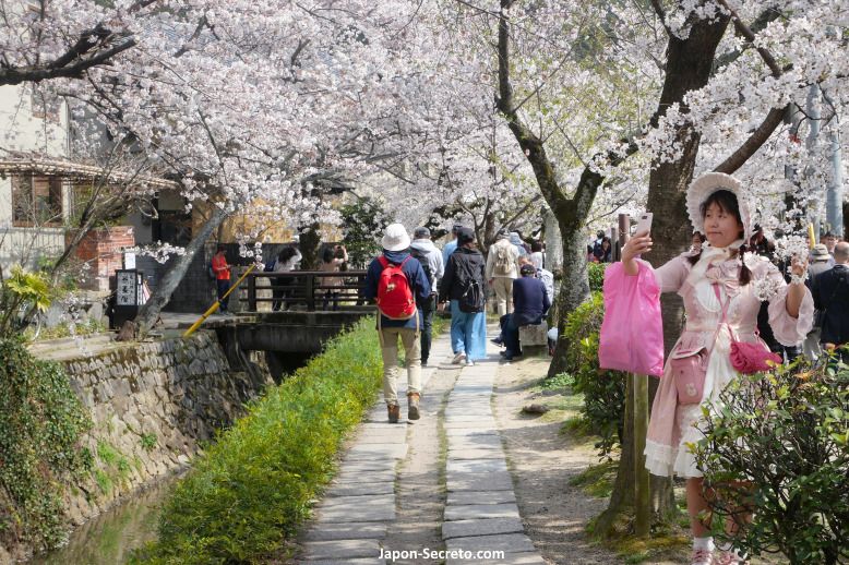 Chica fotografiándose con las flores de cerezo del Paseo de la Filosofía, Kioto. Tetsugaku no michi