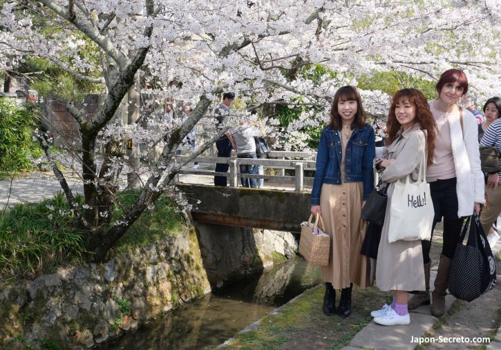 Disfrutando con amigas de los cerezos en flor del Paseo de la Filosofía, Kioto