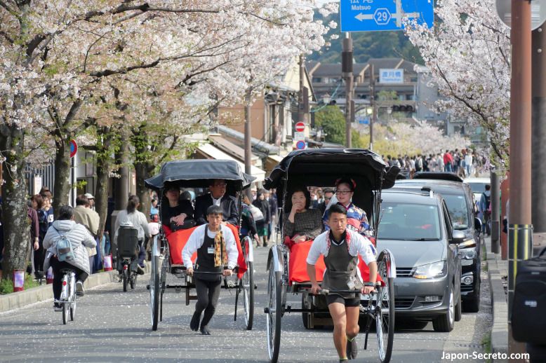 Jinrikisha paseando a clientes por Arashiyama con cerezos en flor