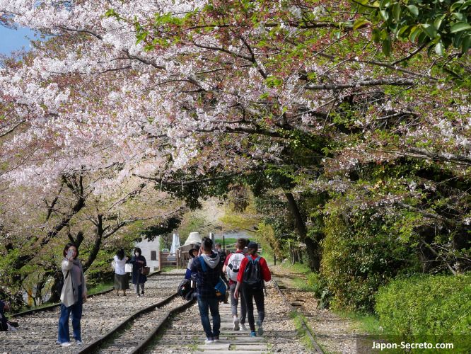 Itinerarios de sakura por Kioto: Cuesta Keage cubierta de cerezos sakura en flor. Kioto