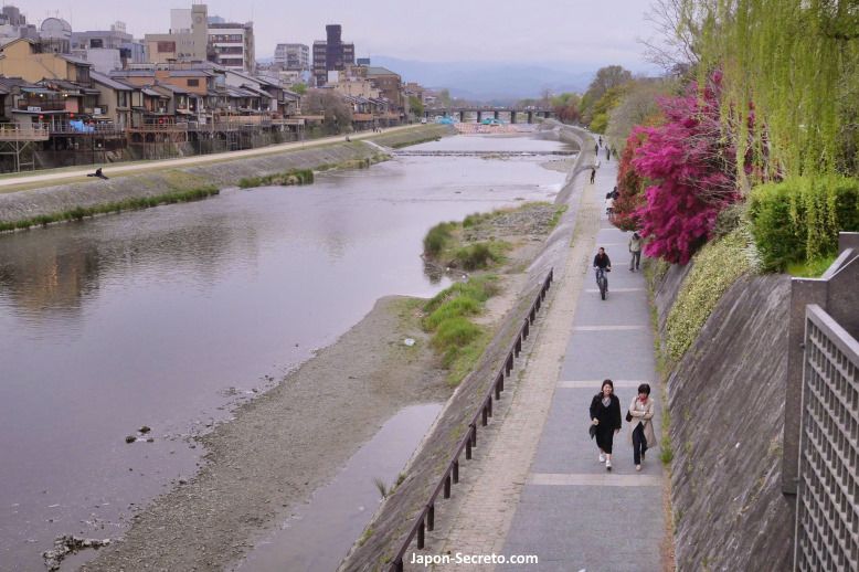 Itinerarios de sakura por Kioto: Orilla del río Kamogawa y cerezos en flor
