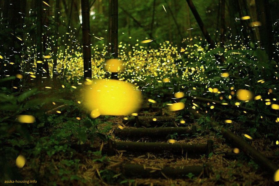 Ver luciérnagas en Japón en verano (hotaru, ホタル, 蛍 o 螢)