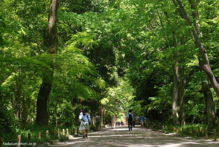 Bosque Tadasu No Mori del santuario Shimogamo Jinja (Kioto)