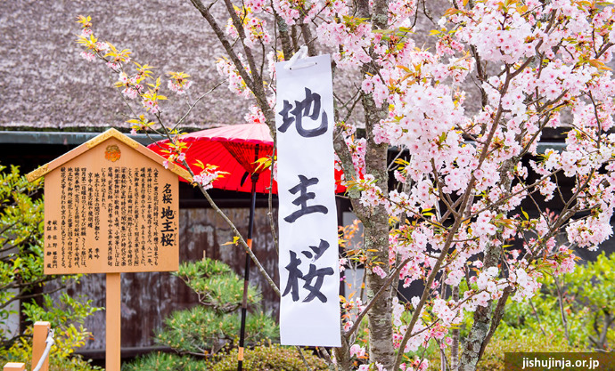 Jishu zakura en el santuario Jishu (Kioto)