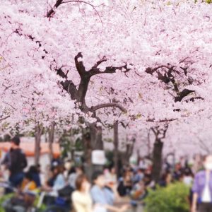 Hanami, la fiesta de celebración de los cerezos en flor (sakura)