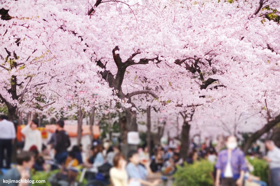 Hanami, la fiesta de celebración de los cerezos en flor (sakura)