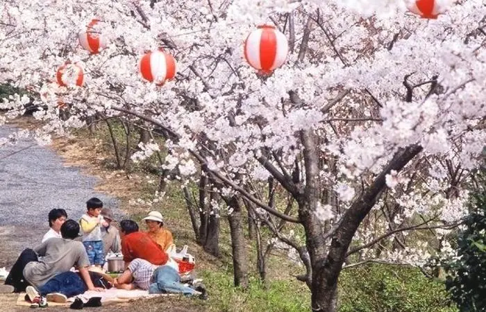 Hanami, la fiesta de celebración de los cerezos en flor