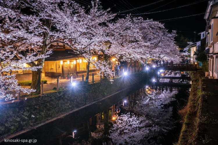 Kinosaki Onsen: iluminación nocturna de los cerezos en flor (yozakura)
