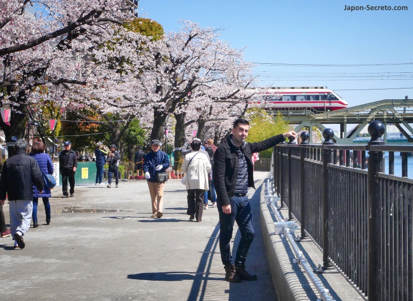 Parque Sumida durante el florecimiento de los cerezos (sakura) en primavera. Asakusa (Tokio)