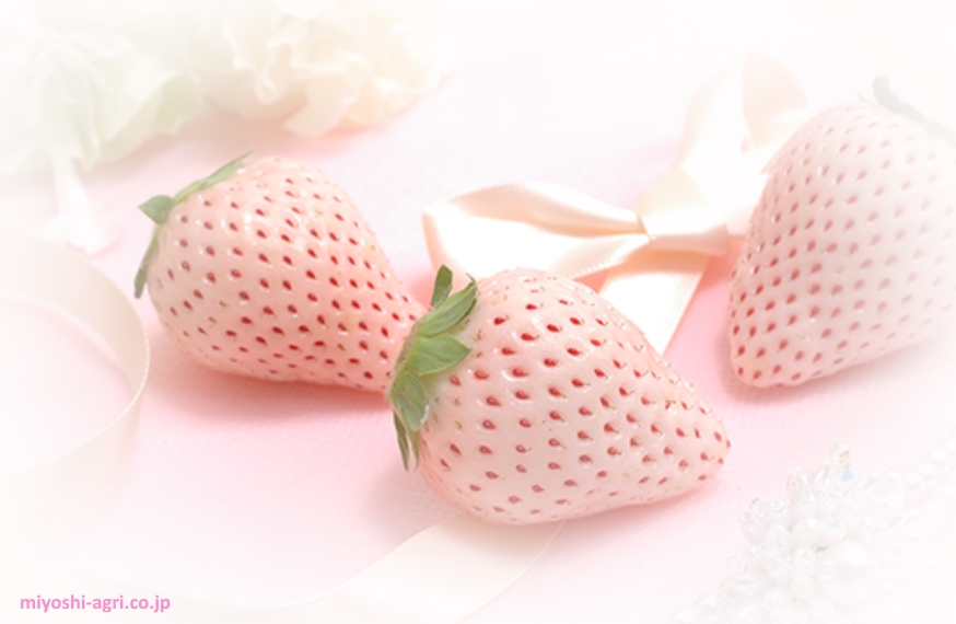 Fresas blancas en Japón (Hatsukoi No Kaori, 初恋の香り)