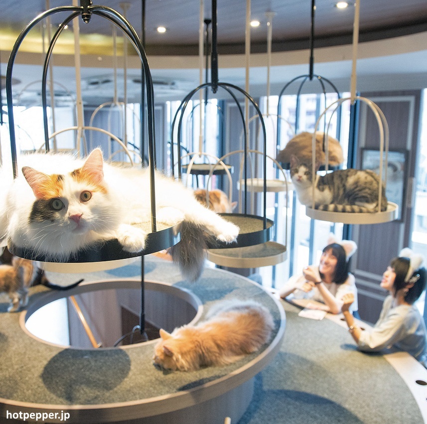 Neko Cafe, las cafeterías de gatos de Japón