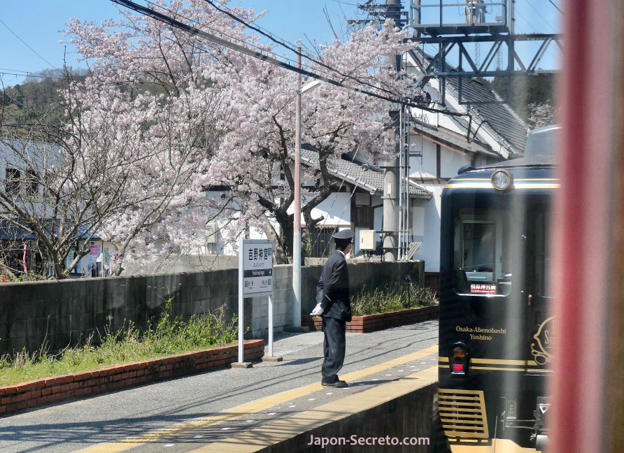 Jefe de estación en el andén de la línea Kintetsu entre Abenobashi (Osaka) y Yoshino (Nara). Flores de cerezo. Primavera