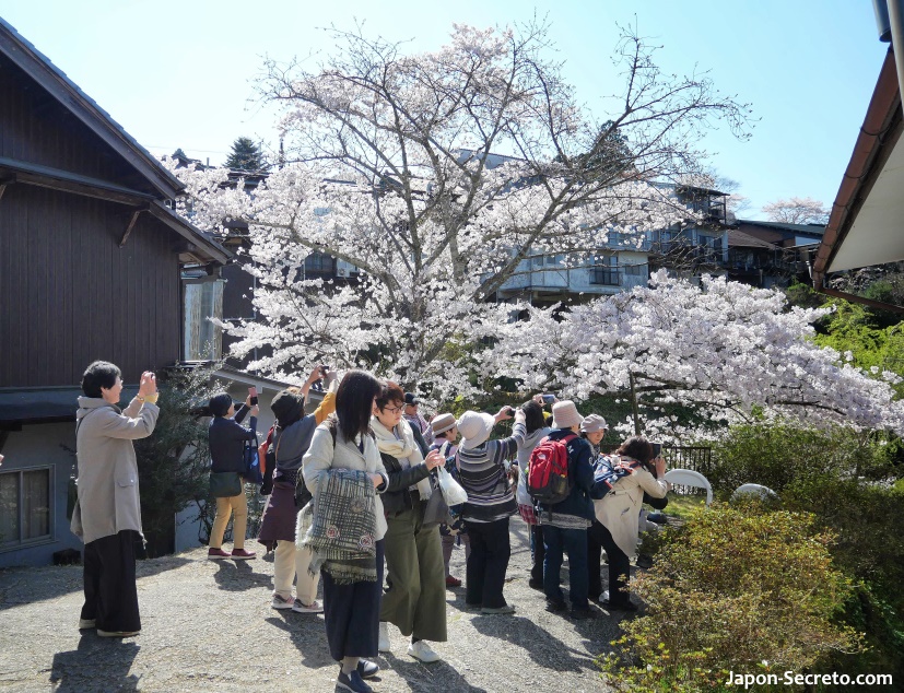 Cerezos en flor en el santuario Yoshimizu (Yoshino, Nara)