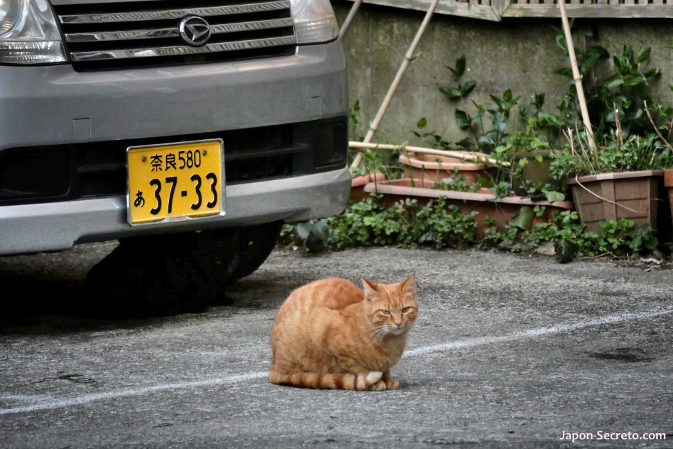 Gato en las calles de Yoshino (monte Yoshinoyama, Nara, Kansai)