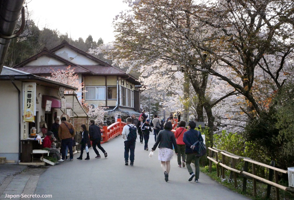 Monte Yoshino o Yoshinoyama (Nara) durante el florecimiento de los cerezos
