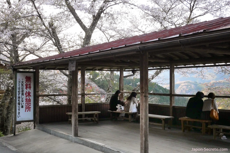 Mirador de Yoshino (Nara). Flores de cerezo.