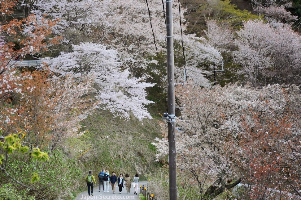 Senderismo en el Monte Yoshino o Yoshinoyama (Nara) durante el florecimiento de los cerezos
