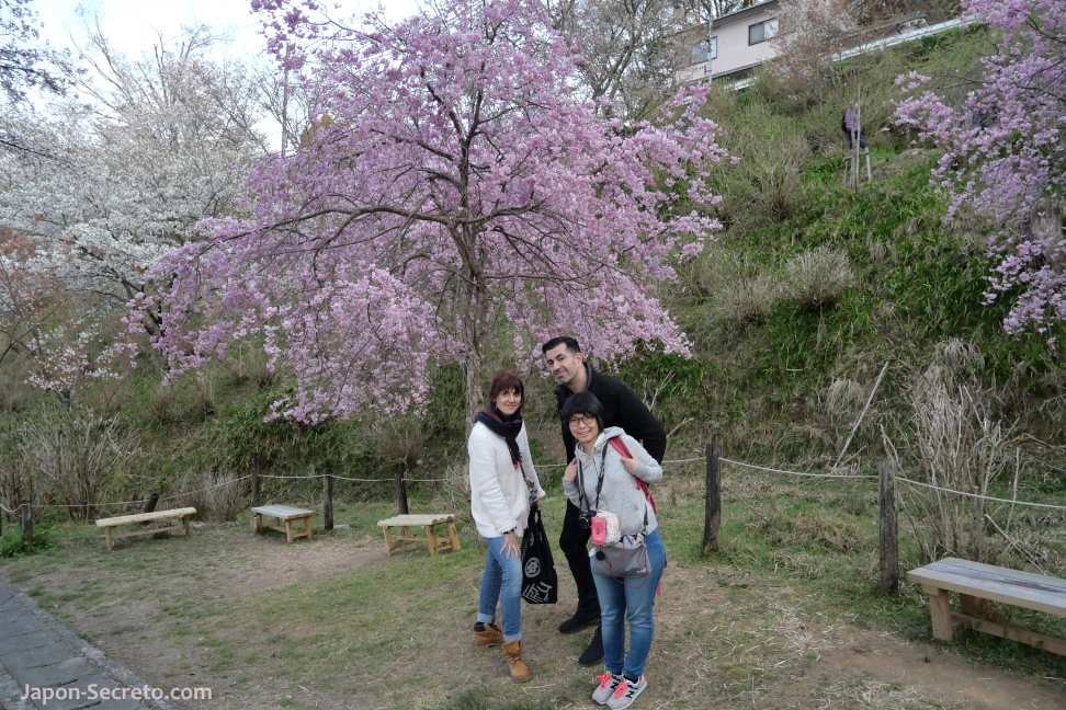 En el Monte Yoshino o Yoshinoyama (Nara) durante el florecimiento de los cerezos