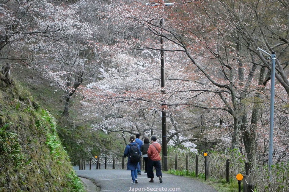Caminando por el Monte Yoshino o Yoshinoyama (Nara) durante el florecimiento de los cerezos