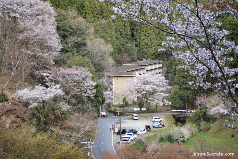 Coches aparcados en el monte Yoshino o Yoshinoyama (Nara) durante el florecer de los sakura