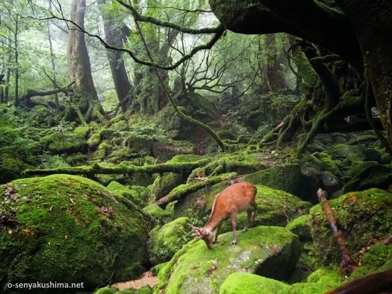 Bosque de La Princesa Mononoke: barranco de Shiratani (Yakushima, Kyushu, Japón)