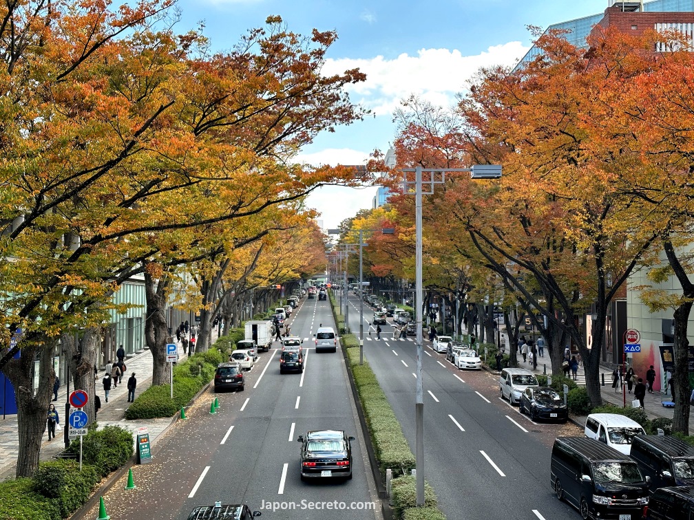 Avenida Omotesando en otoño (Shibuya, Tokio)