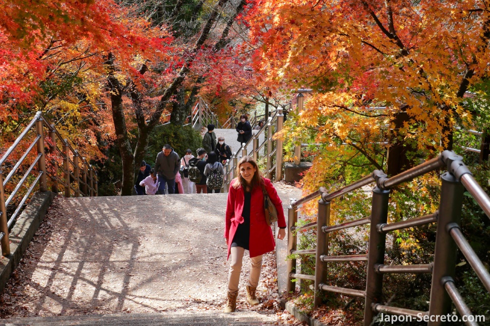 Colores del otoño en los arces (momiji) del santuario Arakura Fuji Sengen (parque Arakurayama Sengen) en Fujiyoshida (Yamanashi)