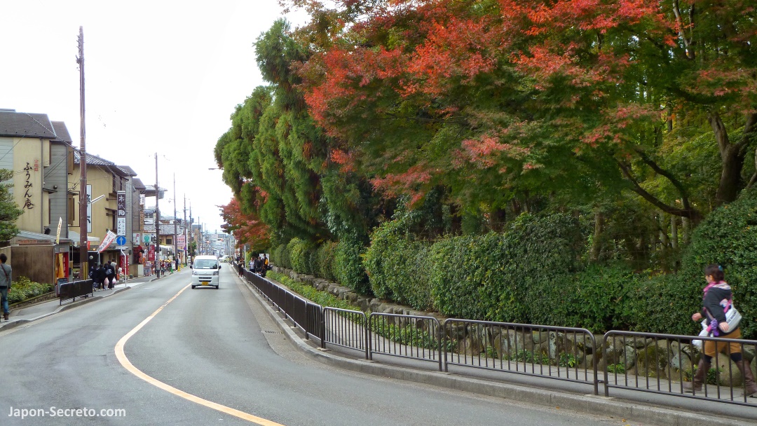 Colores del otoño. Arces rojos (momiji) en el camino entre el templo Ryōanji y el Pabellón Dorado (Kinkakuji) en Kioto