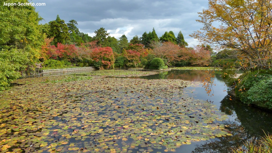Estanque de nenúfares y colores del otoño. Arces rojos (momiji) en el jardín del templo Ryōanji de Kioto