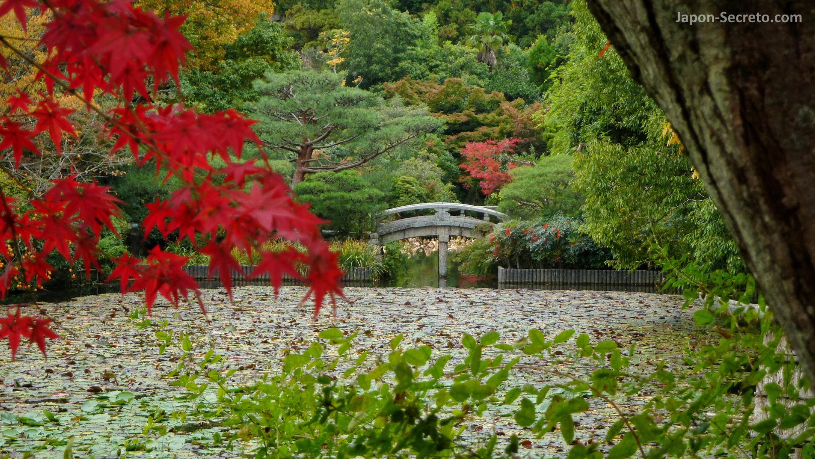 Estanque de nenúfares y colores del otoño. Arces rojos (momiji) en el jardín del templo Ryōanji de Kioto