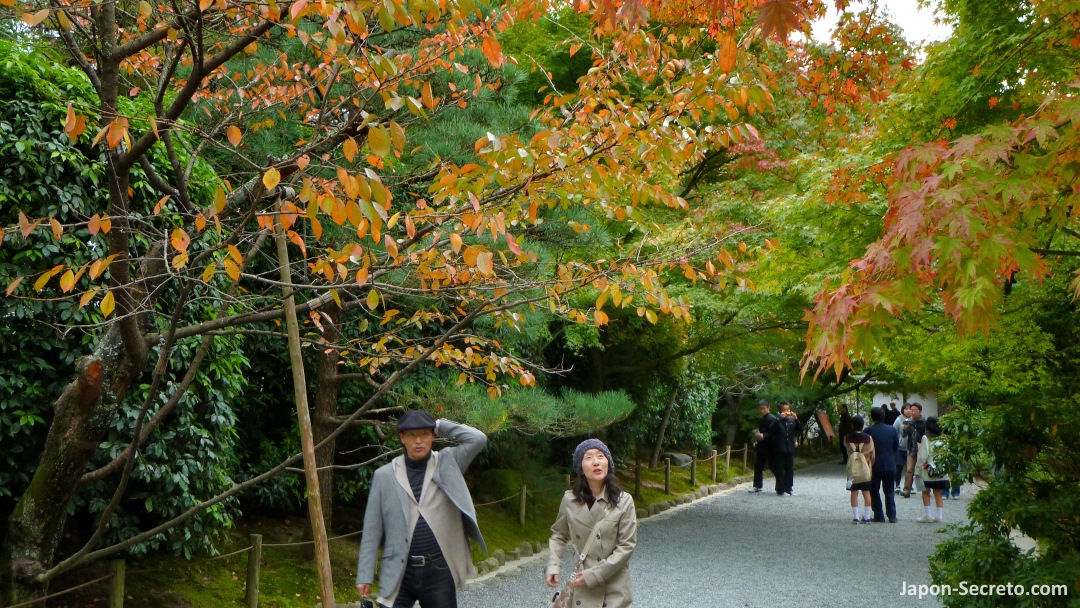 Momijigari: japoneses disfrutando de los colores del otoño. Arces rojos (momiji) en el jardín del templo Ryōanji de Kioto