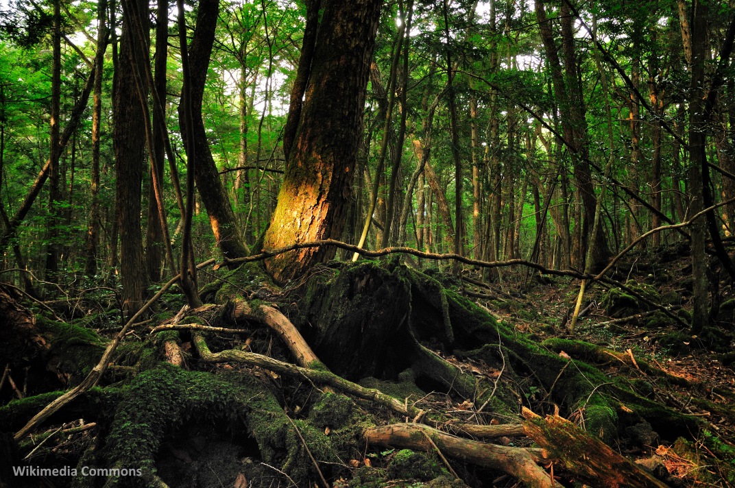 Bosque de Aokigahara, el bosque de los suicidios