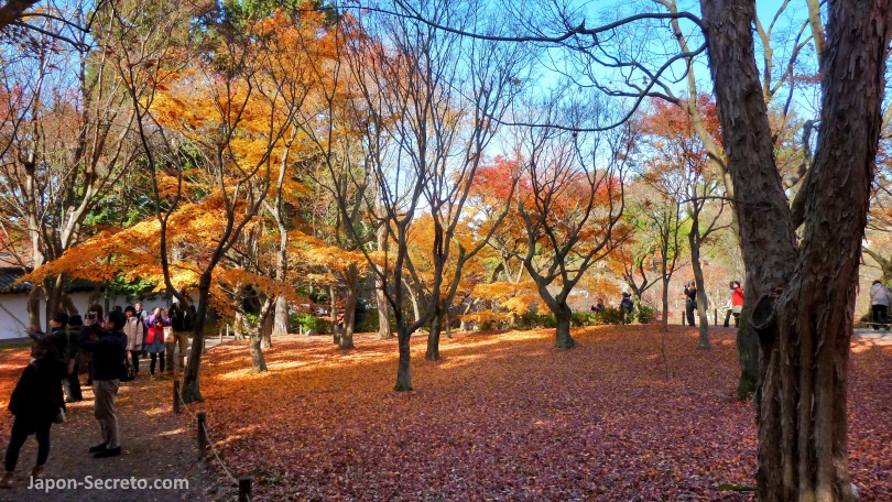 Colores del otoño (momiji) en el templo Tofukuji (Kioto)