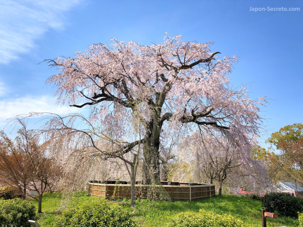 El famoso shidarezakura (cerezo llorón) en flor en abril (parque Maruyama, Kioto)