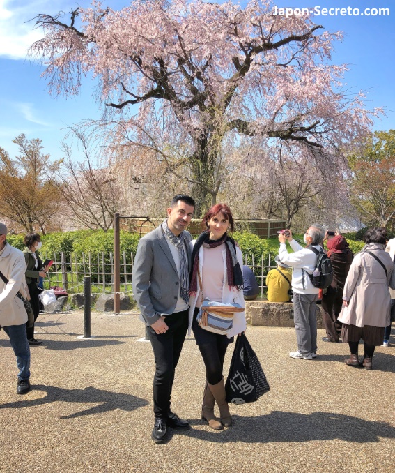 Posando delante del famoso shidarezakura (cerezo llorón) en flor en abril (parque Maruyama, Kioto)