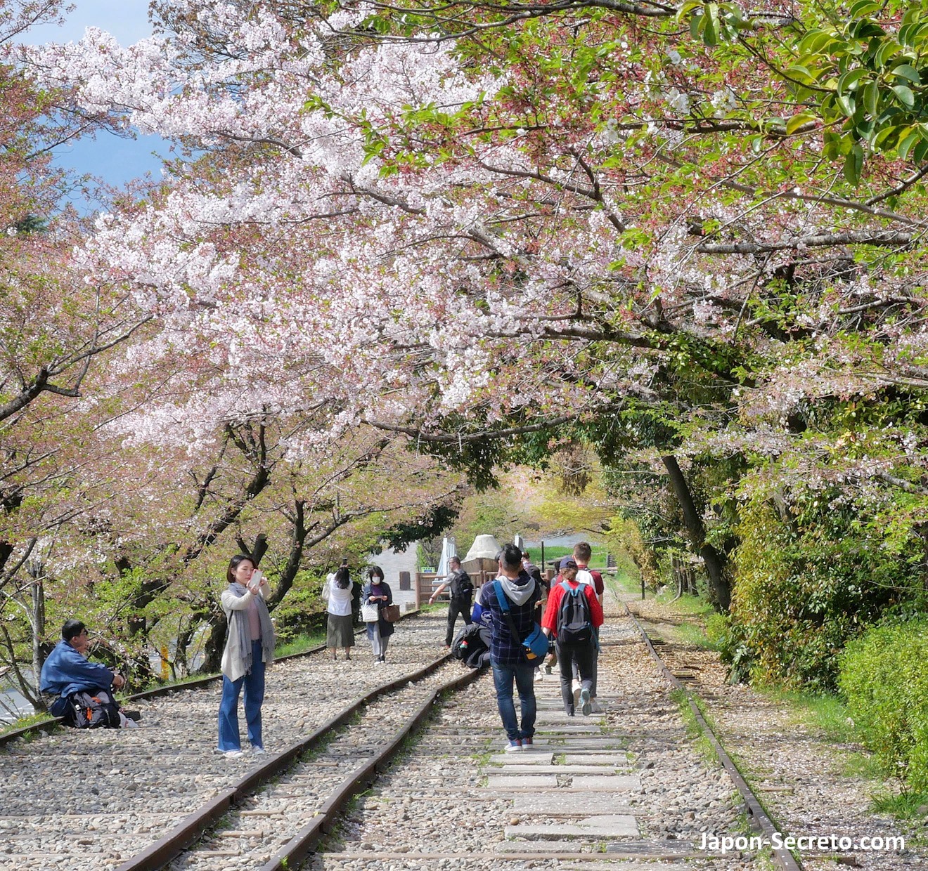 Cuesta Keage Incline (Higashiyama, Kioto) cubierta de cerezos en flor en primavera (abril)