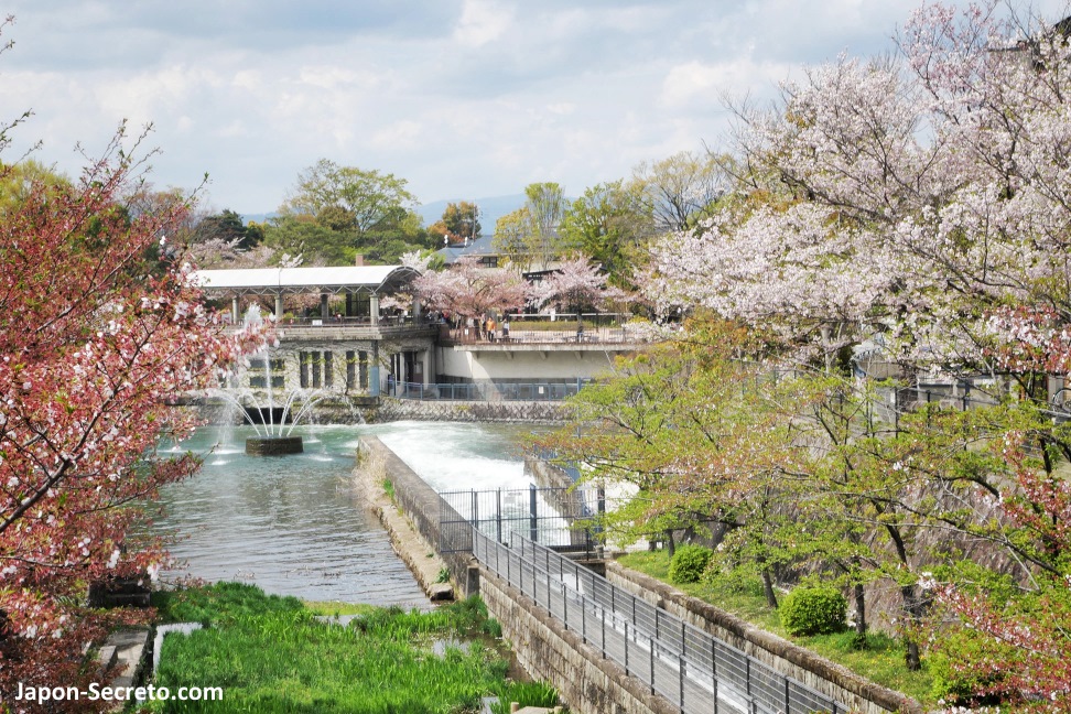 Canal Keage (Higashiyama, Kioto) cubierto de cerezos en flor en primavera (abril)