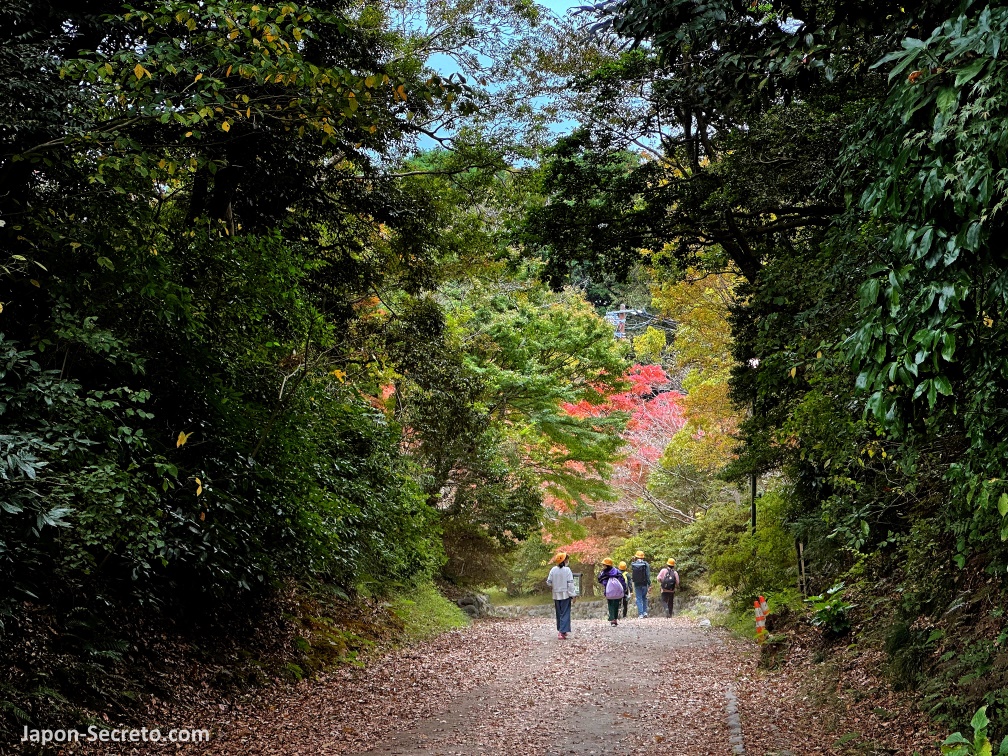 Niño caminando por el bosque en otoño. Daibutsu Hiking Course